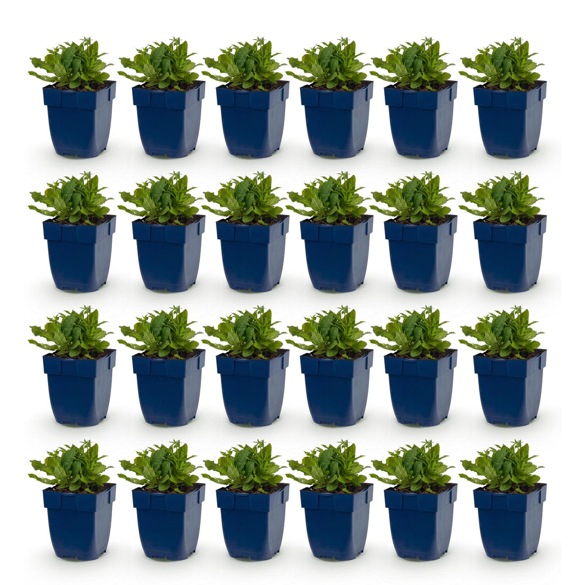 Green boutiQ - Vasteplant - Salvia nem. Schneehügel - Salie - Bijen en Vlinderlokkers - Wit - 24 Planten - Pot 11cm - Hoogte 15-25cm