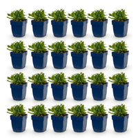 Green boutiQ - Vasteplant - Salvia nem. Schneehügel - Salie - Bijen en Vlinderlokkers - Wit - 24 Planten - Pot 11cm - Hoogte 15-25cm