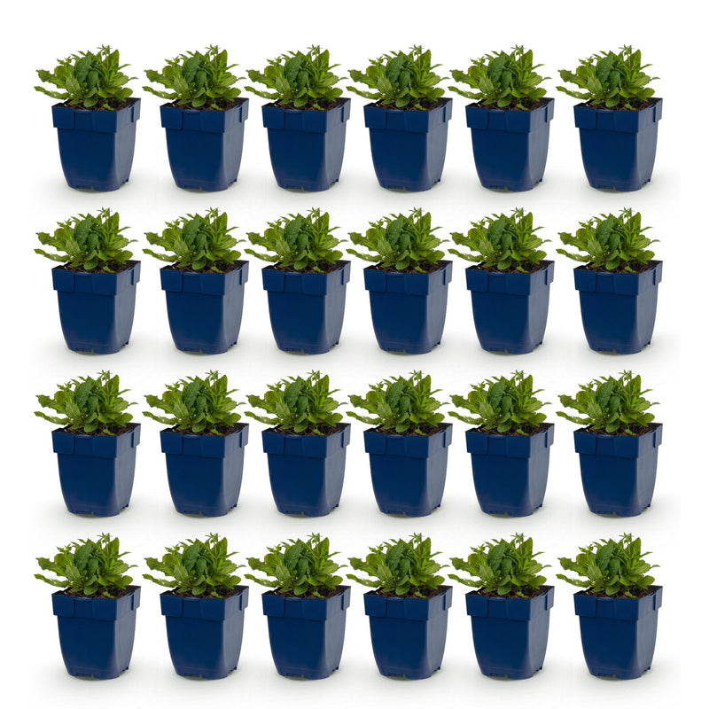 Green boutiQ - Vasteplant - Salvia nem. Schneehügel - Salie - Bijen en Vlinderlokkers - Wit - 24 Planten - Pot 11cm - Hoogte 15-25cm