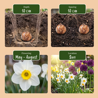 35x Bulb Dry Garden - Droge tuinbollenplanten - Diversen - Zomerbloeier - Bolmaat 10/12