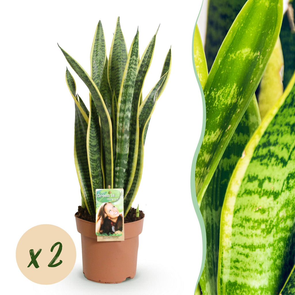 Green BoutiQ - Le vert, c'est... Plantes d'intérieur - Sanseveria Laurentii - Langue de belle-mère - Peu d'entretien - Vert - 2 plantes - Pot 17 cm - Hauteur 60-70 cm