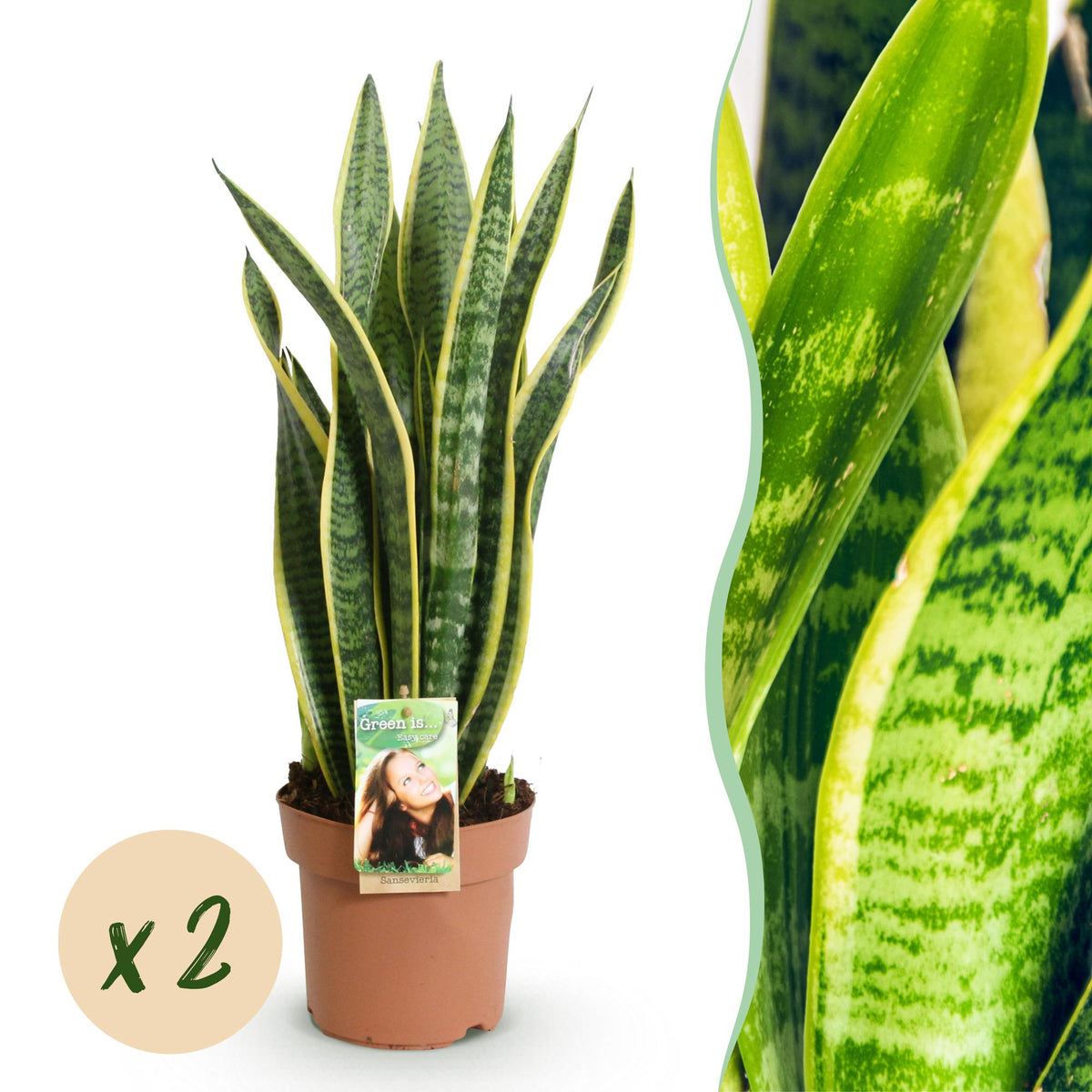 Green BoutiQ - Le vert, c'est... Plantes d'intérieur - Sanseveria Laurentii - Langue de belle-mère - Peu d'entretien - Vert - 2 plantes - Pot 17 cm - Hauteur 60-70 cm