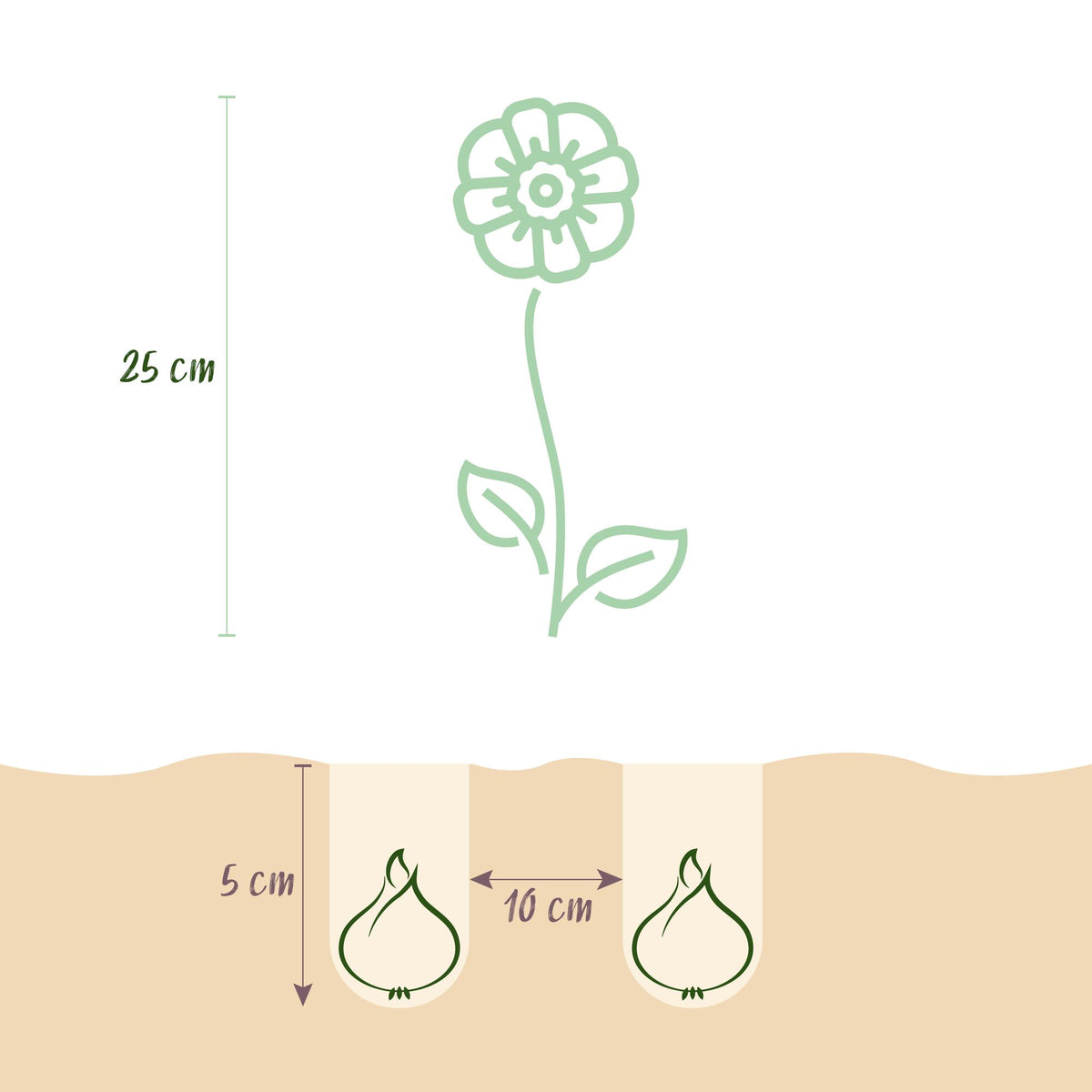 Green boutiQ - Bloembollen - Anemone de Caen mix - Diversen Kleuren - 30 stuks - Bolmaat 5/6 - XXL Pack