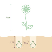 Green boutiQ - Bloembollen - Anemone de Caen mix - Diversen Kleuren - 30 stuks - Bolmaat 5/6 - XXL Pack