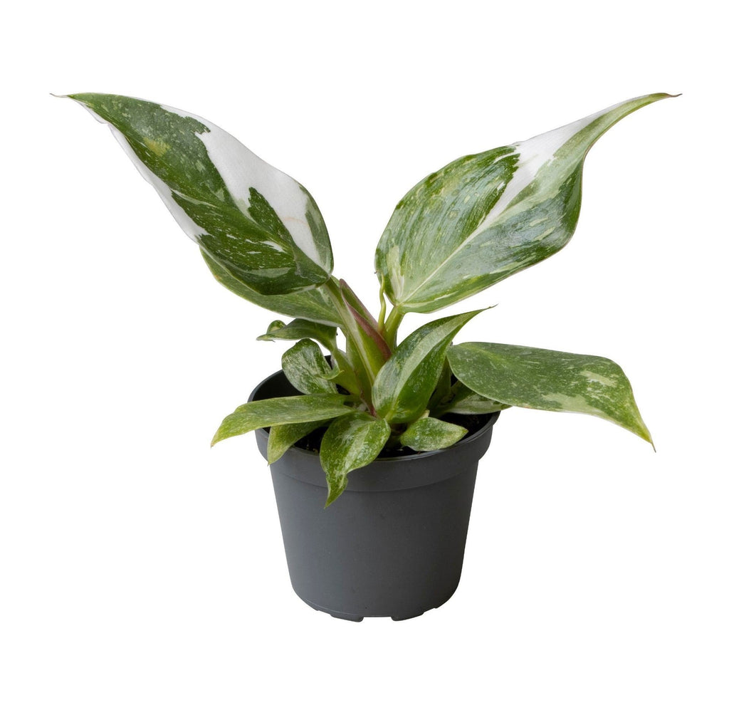 Philodendron White Princess - White Princess Philodendron - Green - White - Tropical - Ø6cm - ↕16cm