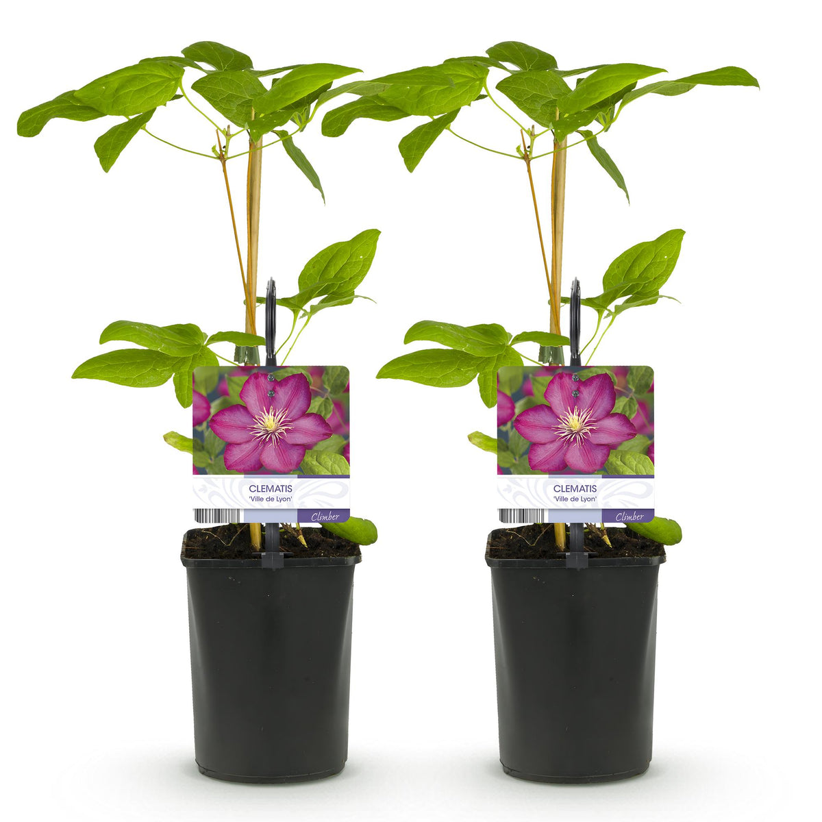 Green boutiQ - Klimplant - Clematis Ville de Lyon - Bloem Roze - Weinig onderhoud -2 planten -  Pot 11cm Hoogte 40cm