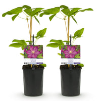 Green boutiQ - Klimplant - Clematis Ville de Lyon - Bloem Roze - Weinig onderhoud -2 planten -  Pot 11cm Hoogte 40cm