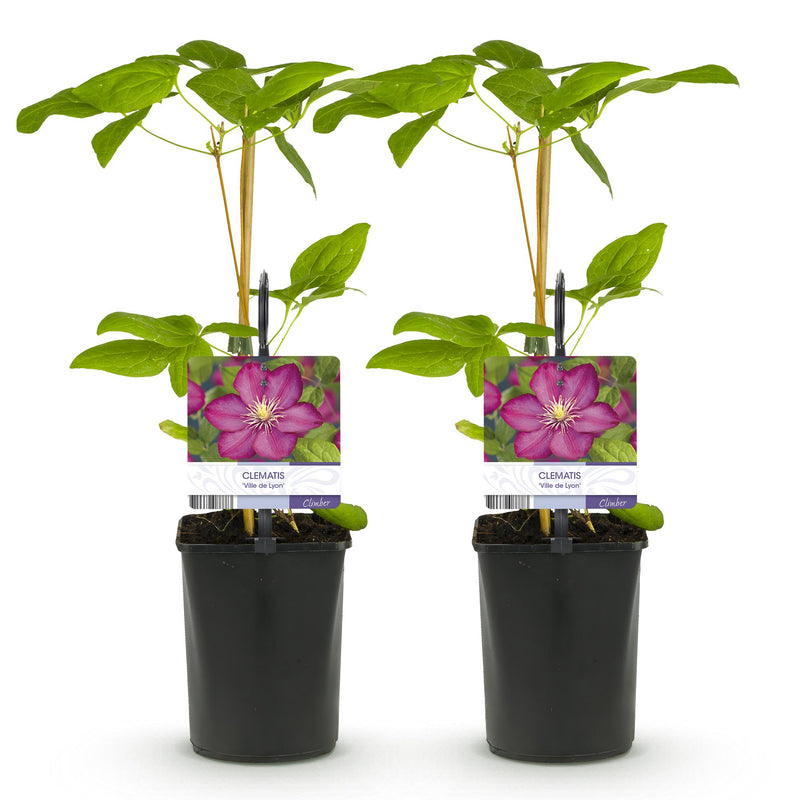 Green boutiQ - Klimplant - Clematis Ville de Lyon - Bloem Roze - Weinig onderhoud -2 planten -  Pot 11cm Hoogte 40cm