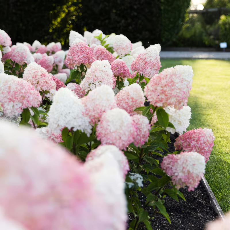 Green boutiQ - Tuinplant - Hydrangea panniculata Living Pink & Rose - Pluimhortensia - Winterhard - Roze - 3 Planten - Pot 12cm - Hoogte Hoogte 20-30cm