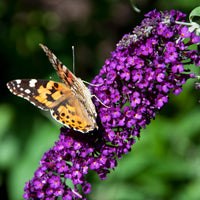 Green boutiQ - Tuinplant - Buddleja davidii Black Night - Vlinderstruik - Winterhard - Paars - 1 Plant - Pot 17cm - Hoogte 45cm