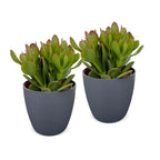 2x Crassula Ovata - Jade plant - Green - Succulent/cactus - incl. grijze pot - Ø12cm