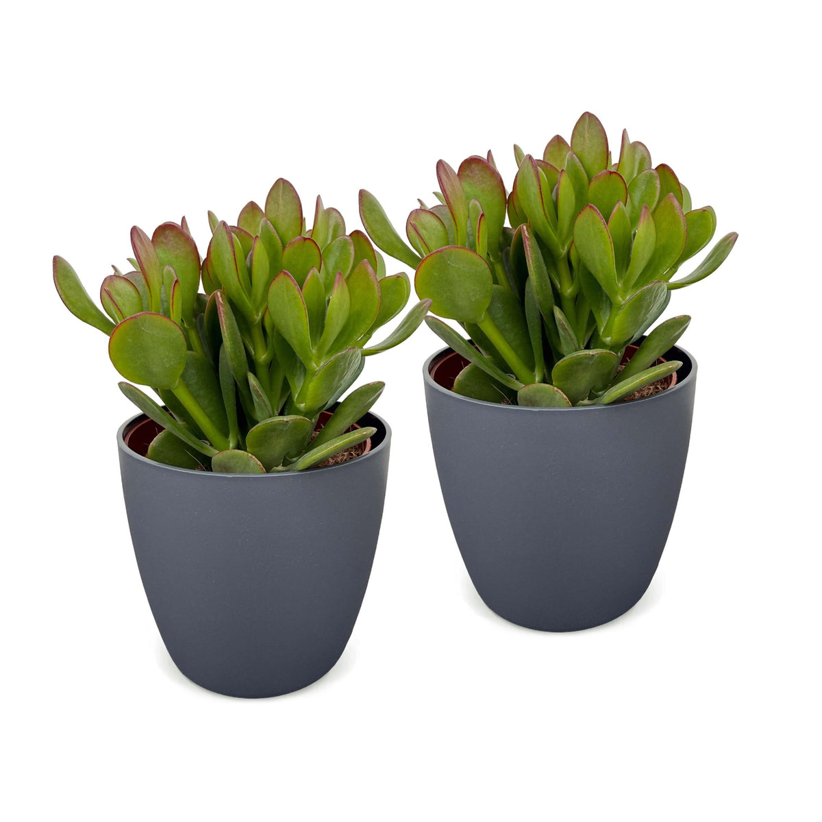 2x Crassula Ovata - Jade plant - Green - Succulent/cactus - incl. grijze pot - Ø12cm