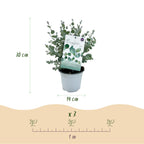 Green boutiQ - Plante de terrasse - Eucalyptus - Eucalyptus gunnii - Gris - 4 plantes - Rustique - Pot 14 cm Hauteur 30 cm