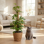 Green boutiQ - Zimmerpflanze - Mini-Fensterblatt - Monstera Minima Moosstab - Grün - pflegeleicht - 1 Pflanze - mit Korb - Topf 19cm - Höhe 90cm