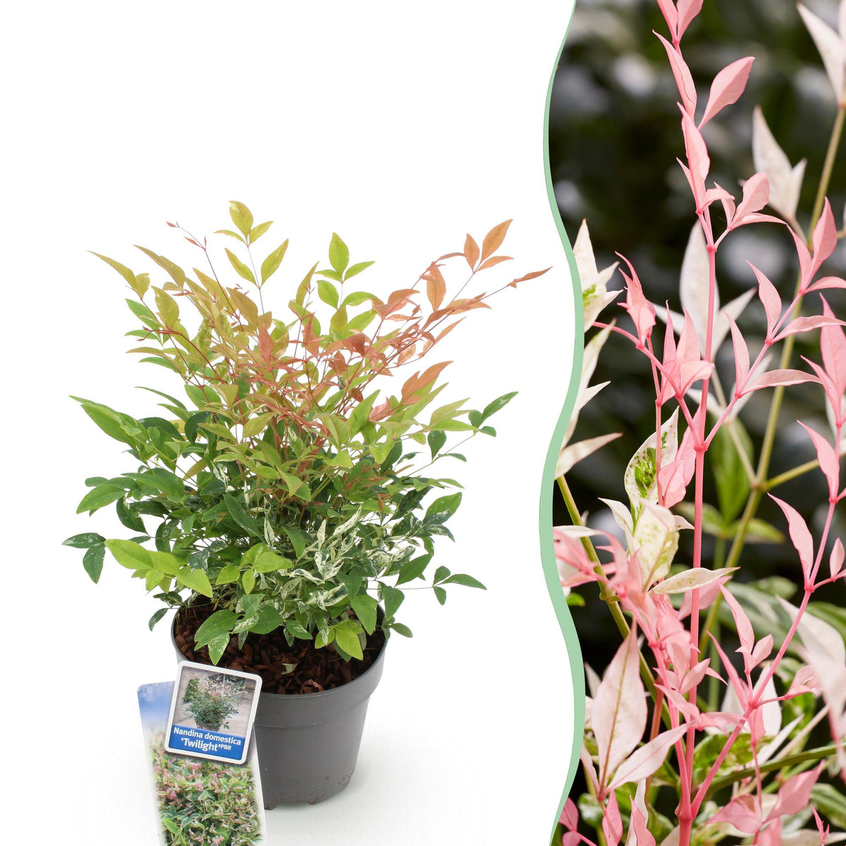 Green boutiQ - Plante de jardin - Nandina Twilight - Panaché & Rose - 1 Plante - Persistant - Peu d'entretien - Pot 17 cm Hauteur 45 cm