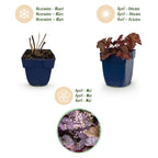 Green boutiQ - Stauden - Heuchera micr. Palace Purple - Purpurglöckchen - Schatten - Lila - 12 Pflanzen - Topf 11cm - Höhe 15-25cm