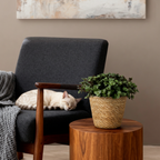 Green boutiQ - Kamerplant - Calissia repens - Kattengras - Huisdiervriendelijk - Groen - 2 Planten - met Mand - Pot 12cm - Hoogte 17-20cm