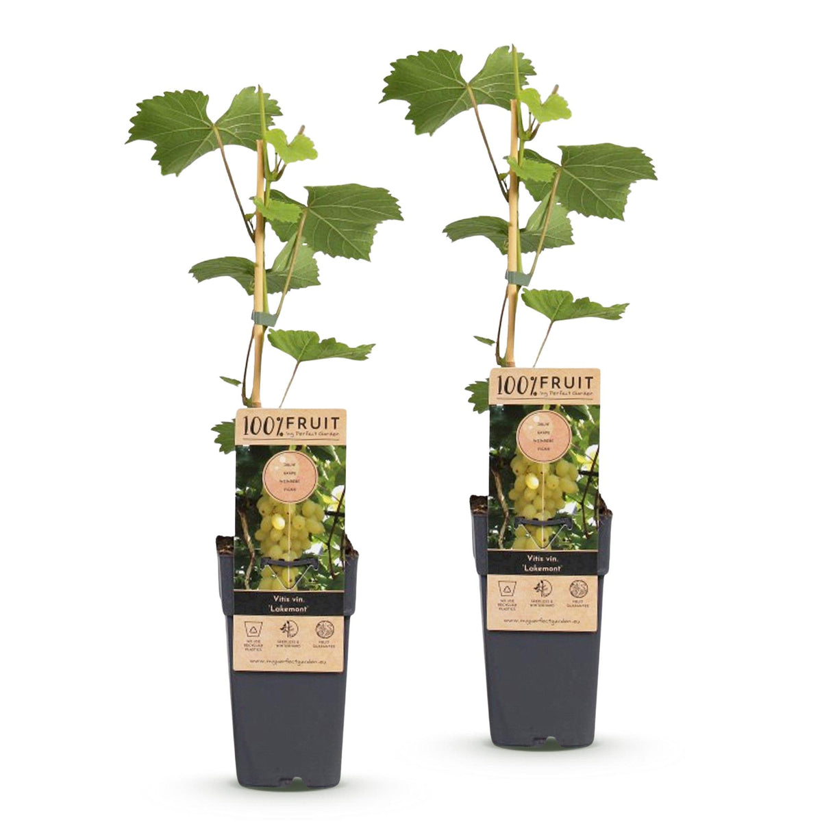 Green boutiQ - Obstpflanze - Vitis vinifera Lakemont - Weinrebe - Winterhart - Goldgelbe Traube - 2 Pflanzen - Topf 15cm - Höhe 50cm