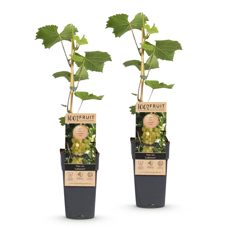 Green boutiQ - Fruitplant - Vitis vinifera Lakemont - Druivenplant - Winterhard - Goudgele Druif - 2 Planten - Pot 15cm - Hoogte 50cm