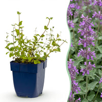 Green boutiQ - Perennial - Nepeta rac. Grog - Catnip - Bee and butterfly attractors - Blue - 1 Plant - Pot 11cm - Height 15-25cm