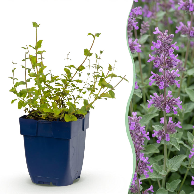 Green boutiQ - Perennial - Nepeta rac. Grog - Catnip - Bee and butterfly attractors - Blue - 1 Plant - Pot 11cm - Height 15-25cm
