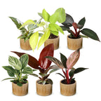 6x Baby Philodendron Family - White - Pink - Yellow - Green - Red - Tropical - incl. Linnea Honey - Ø6cm - ↕10-15cm