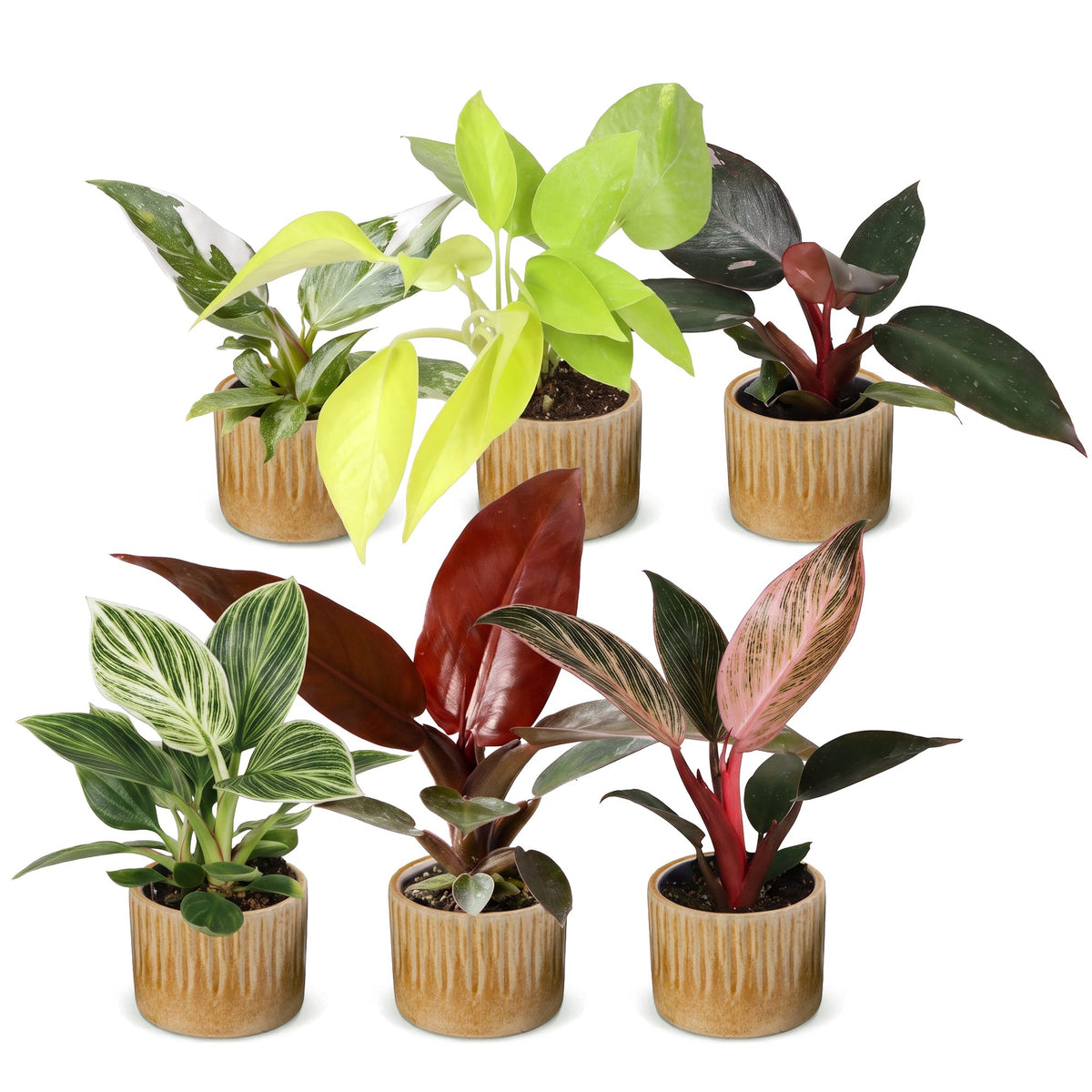 6x Baby Philodendron Family - White - Pink - Yellow - Green - Red - Tropical - incl. Linnea Honey - Ø6cm - ↕10-15cm