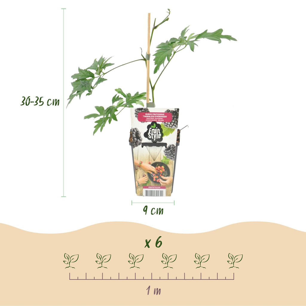 Green boutiQ - Plants fruitiers - Ronce toujours verte - Rubus Thornless Evergreen - Rustique - 3 plantes - Pot 9 cm - Mûre noire