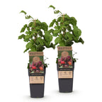 Green boutiQ - Plante fruitière - Rubus phoenicolasius - Framboisier du Japon - Rustique - Framboise rouge vif - 2 plantes - Pot 15cm - Hauteur 50cm