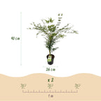 Green boutiQ - Plante de jardin - Acer palmatum Emerald Lace - Érable japonais - Caduc - Vert - 1 - Pot 26cm - Hauteur 90cm
