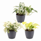 3x Epipremnum Tricolour - Yellow - Green - Cream - Tropical - incl. grey pot - Ø6cm - ↕20-25cm