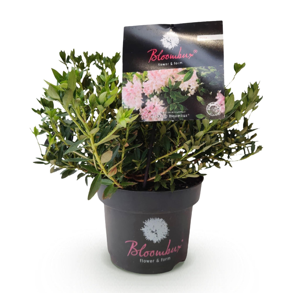 Green boutiQ - Rhododendron nain - Rhododendron Bloombux Light Pink - Buis de floraison - Peu d'entretien - Fleur rose clair - 1 plante - Pot 17cm - Hauteur 30-40cm