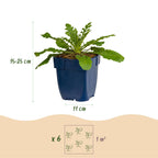 Green boutiQ - Stauden - Scabiosa col. Pink Mist - Tauben-Skabiose - Bienen- und Schmetterlingsmagnet - Rosa - 3 Pflanzen - Topf 11cm - Höhe 15-25cm