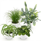 Green boutiQ - Zimmerpflanze - Chlorophytum - Cyperus - Phlebodium - Marantha - 4er-Set - Haustierfreundliche Pflanzen - Grün - 4 Pflanzen - mit weißem Übertopf - Topf 12cm - Höhe 25cm