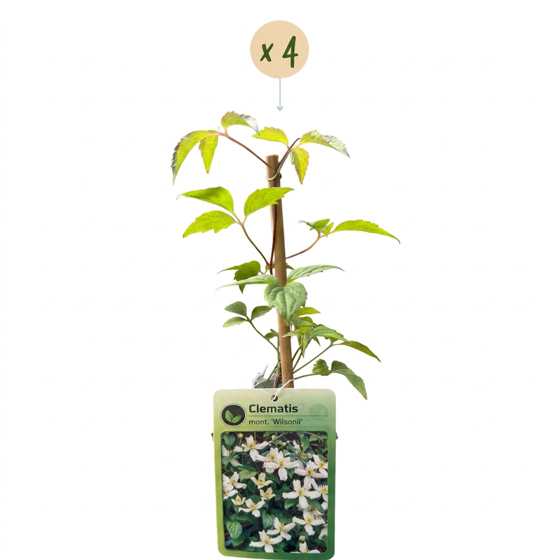 4x Clematis mont. 'Wilsonii' - Wilson-Waldrebe - Weiß - Kletterpflanze - Ø9cm - ↕35cm