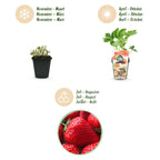 Green boutiQ - Plants fruitiers - Fraisier - Fragaria Elsanta - Rustique - 3 plantes - Pot 9 cm - Fraise rouge