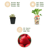 Green boutiQ - Fruitplanten - Aardbei - Fragaria Elsanta - Winterhard - 3 Planten - Pot 9 cm - Rode Aardbei