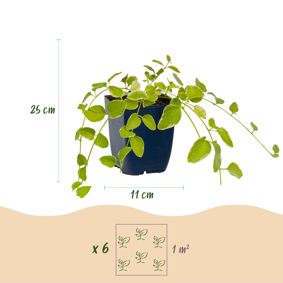 Vasteplant - Vinca major Variegata - Maagdenpalm - Bodembedekkend - Blauw - 24 Planten - Pot 11cm - Hoogte 15-25cm