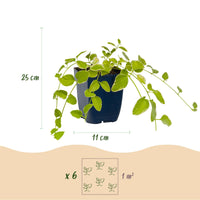 Vasteplant - Vinca major Variegata - Maagdenpalm - Bodembedekkend - Blauw - 24 Planten - Pot 11cm - Hoogte 15-25cm