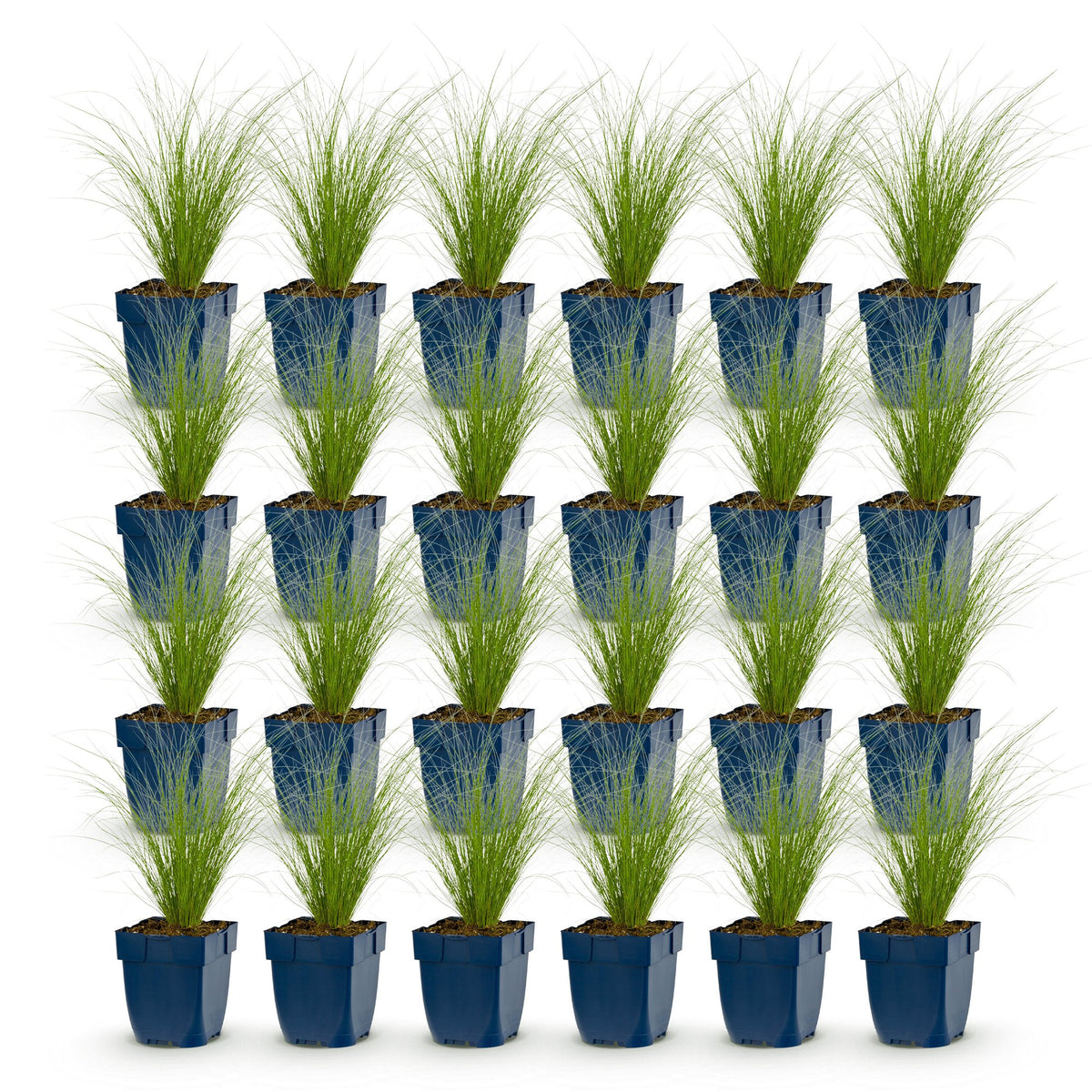 Green boutiQ - Grasses - Stipa tenuissima Ponytails - Feather Grass - Evergreen - Green - 24 Plants - Pot 11cm - Height 15-25cm