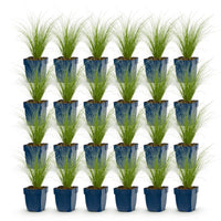 Green boutiQ - Grasses - Stipa tenuissima Ponytails - Feather Grass - Evergreen - Green - 24 Plants - Pot 11cm - Height 15-25cm