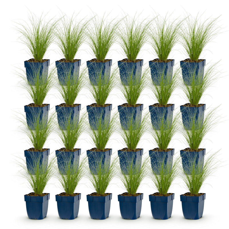 Green boutiQ - Grasses - Stipa tenuissima Ponytails - Feather Grass - Evergreen - Green - 24 Plants - Pot 11cm - Height 15-25cm