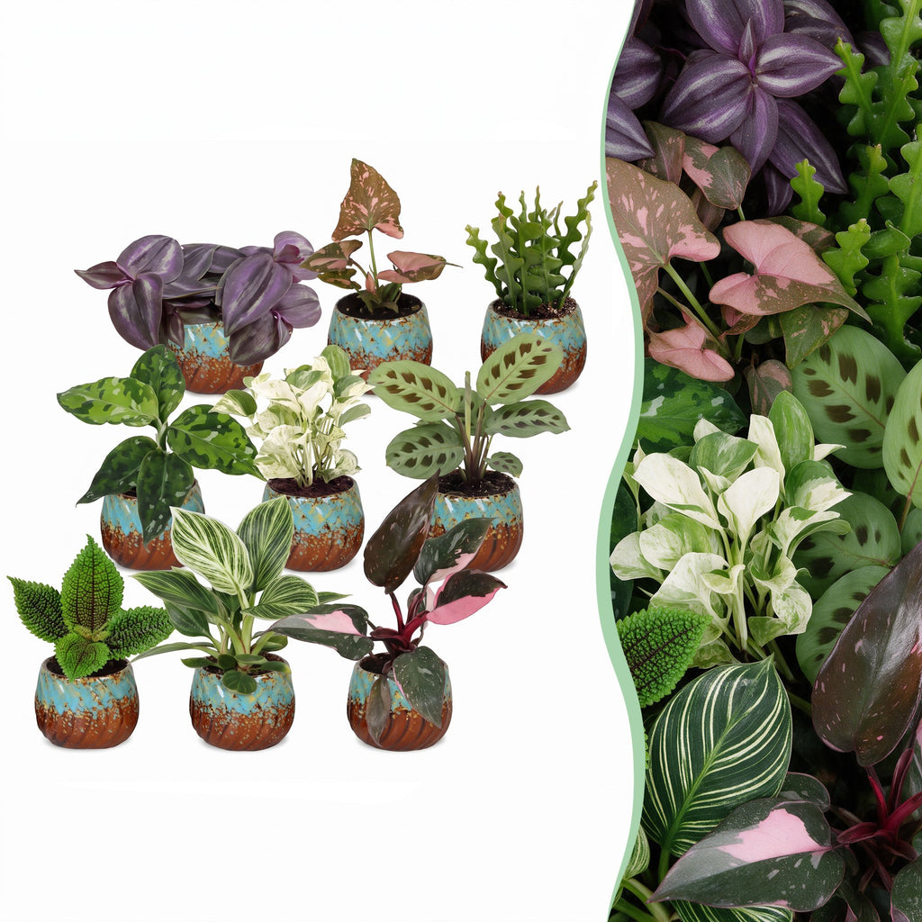 9x Baby Plants Surprise Box - Baby Plants Surprise Box - Various colours - Tropical - incl. Copper Reef - Ø6cm - ↕5-15cm