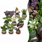 9x Baby Plants Surprise Box - Baby Plants Surprise Box - Various colours - Tropical - incl. Copper Reef - Ø6cm - ↕5-15cm