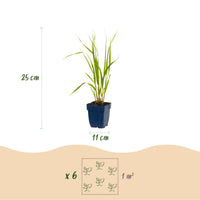 Green boutiQ - Grassen - Molinia caer. Heidebraut - Pijpestrootje - Met Pluim - Groen - 24 Planten - Pot 11cm - Hoogte 15-25cm