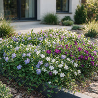 Vasteplant - Vinca Tricolour - Maagdenpalm - Bodembedekend - Blauw - Paars - Wit - 6 Planten - Pot 11cm - Hoogte 15-25cm