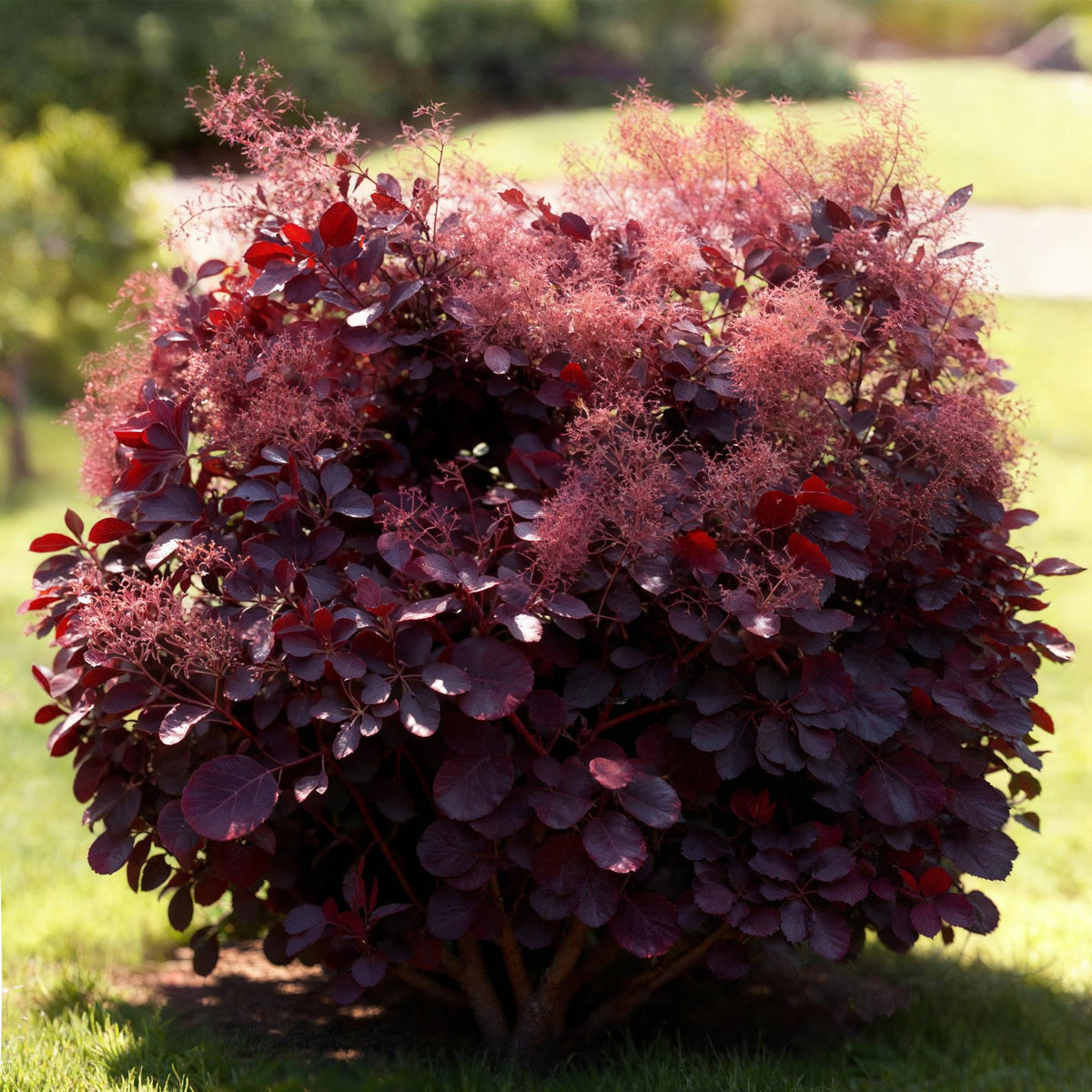 Green boutiQ - Plante de jardin - Cotinus coggygria Lilla - Violet 1 Plante - Caduc - Entretien facile - Pot 12cm Hauteur 35cm