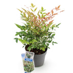 Green boutiQ - Plante de jardin - Nandina Twilight - Panaché & Rose - 1 Plante - Persistant - Peu d'entretien - Pot 17 cm Hauteur 45 cm