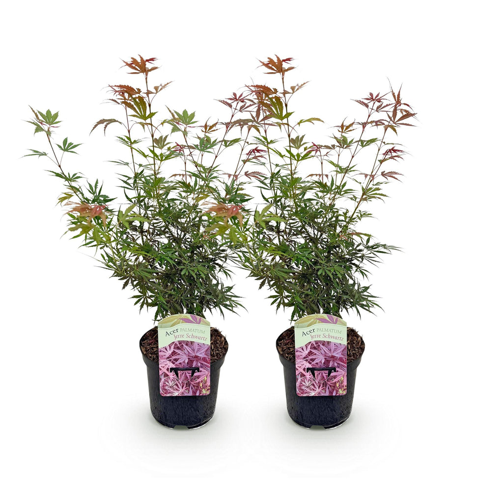 Green boutiQ - Plante de terrasse - Érable du Japon - Acer palmatum Jerre Swarts - Rouge foncé - 2 plantes - Caduc - Pot 19cm Hauteur 70cm