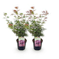 Green boutiQ - Plante de terrasse - Érable du Japon - Acer palmatum Jerre Swarts - Rouge foncé - 2 plantes - Caduc - Pot 19cm Hauteur 70cm